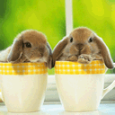 K anhdong dongvat[1]